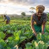 Farming Budget